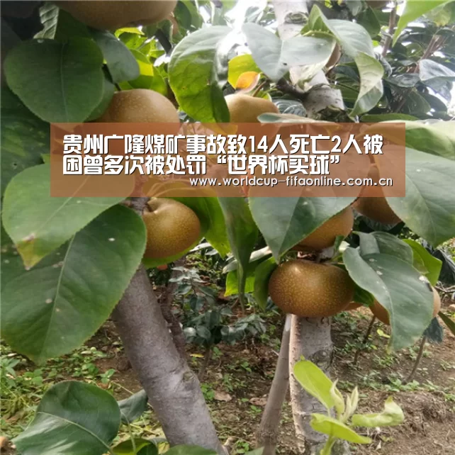 世界杯买球